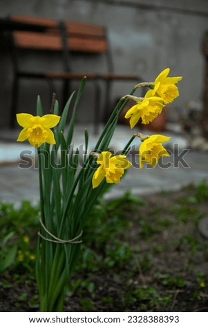 Green floral image with yellow flowers as the accent, amazing trumplet daffodils closeup (garden decorative plant). Planting flowers in a flower bed. Nature of Ukraine, beautiful daffodil bush.