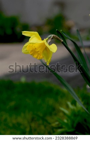 Green floral image with yellow flower as an accent, amazing trumplet daffodil closeup (garden decorative plant). Planting flowers in a flower bed. Nature of Ukraine, a beautiful single daffodil.