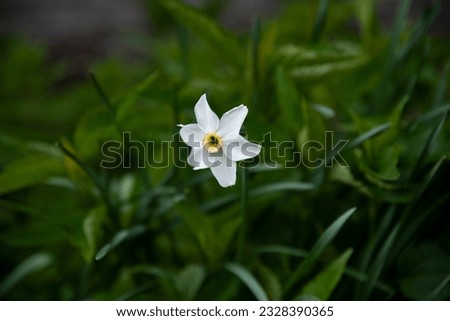 Green floral image with white flower as an accent, tender daffodil closeup (garden decorative plant). Planting flowers in a flower bed. Nature of Ukraine, wild daffodils on the wood wall background.