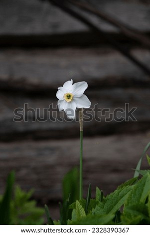Green floral image with white flower as an accent, tender daffodil closeup (garden decorative plant). Planting flowers in a flower bed. Nature of Ukraine, wild daffodils on the wood wall background.