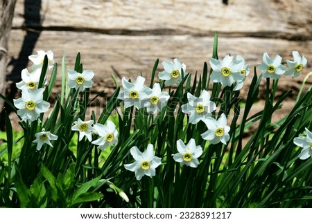 Floral image with accent white flowers, tender white daffodils closeup (garden plants growing in a row). Planting flowers in a flower bed. Tazetta daffodil field, timber board background.