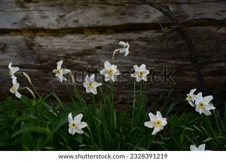 Floral image with accent white flower, yellow in the middle. Small wild daffodil closeup (planting in a garden). Stunning bush of Geranium daffodils. Timber borad background, lots of flowers in a row.