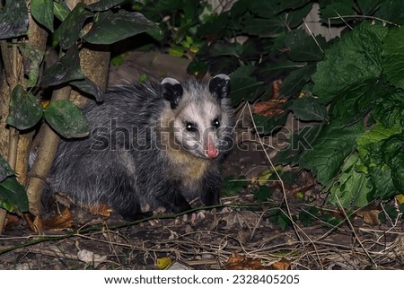 A little possum out for a stroll.