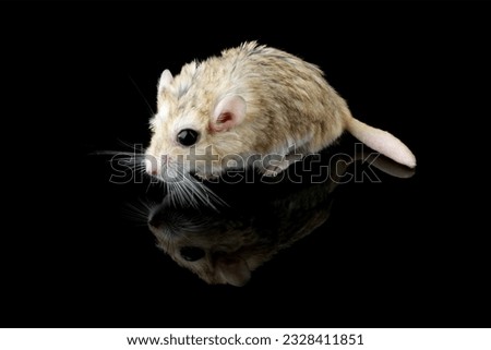 Fat-tailed gerbil isolated on black