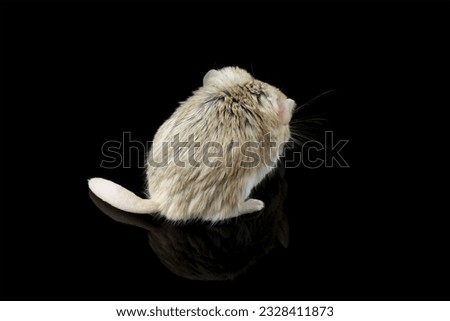 Fat-tailed gerbil isolated on black