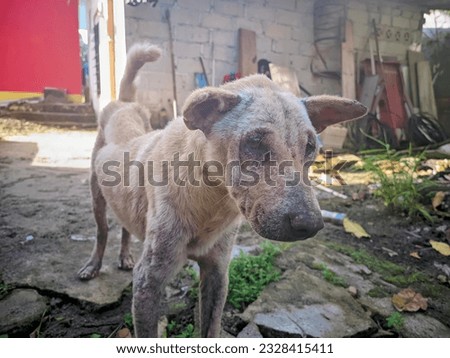 Asian Street Photography, various poses of a poor street dog against a residential backyard