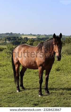 Brown horse standing alone in sunshine in a grassy field