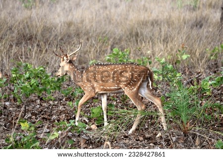 The male spotted deer, Bandhavgarh National Park
