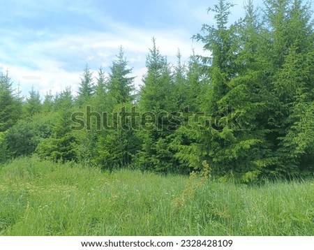 Forest in Siauliai county during cloudy day. Oak and birch tree woodland. Cloudy day with white clouds in blue sky. Bushes are growing in woods. Nature. Miskas.