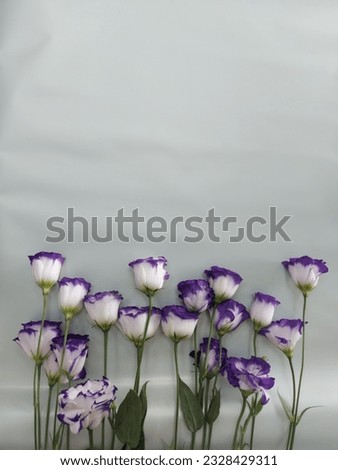 White-purple eustoma on a white background. Floral background for congratulations. White-purple eustoma in a row. White-purple flowers on a white background. Floral white background.