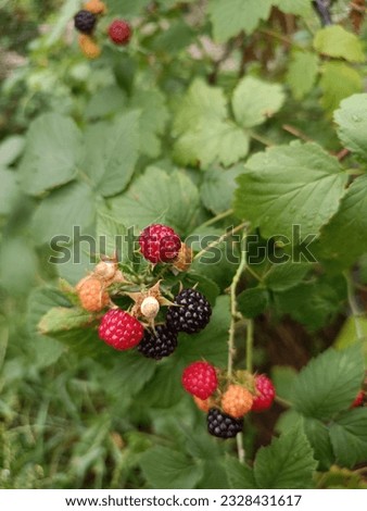 A palette of colors of different stages of ripening of wild berries