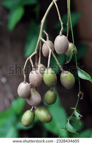 Ambarella fruits hanging on a branch