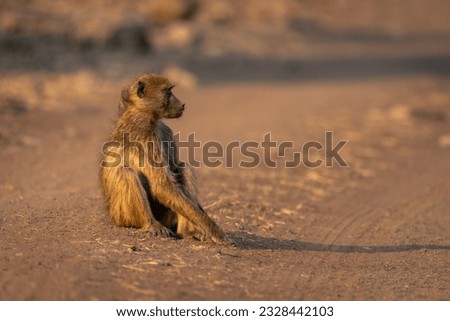 Chacma baboon sits on track casting shadow