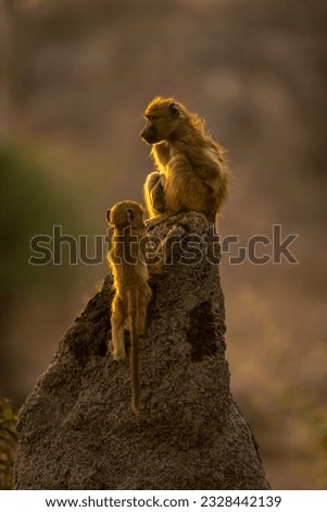 Chacma baboon and baby on termite mound