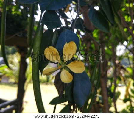 Yellow flowers bloomed beautifully, the fragrance was fresh and felt good, located in a flower garden in Garut City, Banten Province, Indonesia on Dec 22, 2022