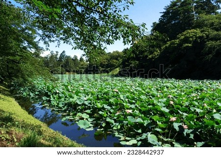 The lotus on the moat of Hirosaki Park