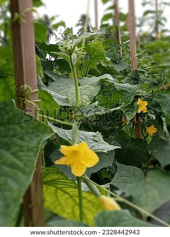 fertile cucumber plants free from pests