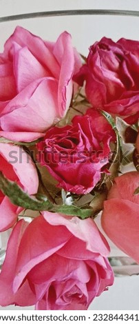 delicate pink roses in a vase in the water buds taken from the top,macro seed ,beautiful picture for advertising