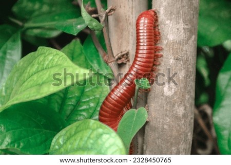 A millipede is walking on a tree. Royalty-Free Stock Photo #2328450765