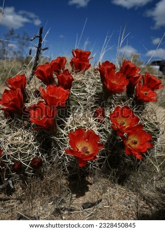 desert wildflowers, mojave national preserve, california