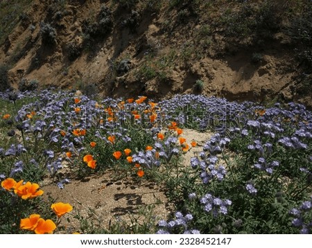 desert wildflowers, munz ranch road, california
