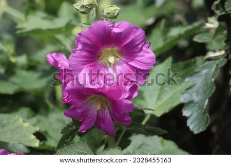 Sweden. Alcea rosea, the common hollyhock, is an ornamental dicot flowering plant in the family Malvaceae. It was imported into Europe from southwestern China during.