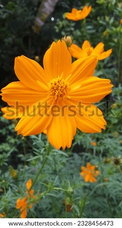 marigold flower in the village