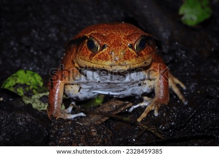 Tomato frog (Dyscophus Antongilii) in terrarium, Orange Madagascar tomato frog, Dyscophus antongilii, walking over the ground