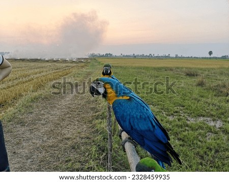 The beautiful Blue yellow macaw bird.