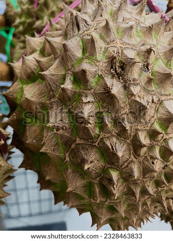 Raja buah or king of the fruit from asia called durian