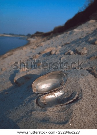 Picture of a river mussel on white sand at the bank of the river.