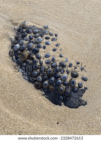 A black rock covered in opihi limpet shellfish surrounded by sand at the beach on a cloudy day. The Opihi limpets are blue and black and grey and white and are of multiple sizes. 