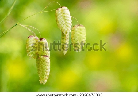 A great quaking grass plant isolated on green. Briza maxima. Royalty-Free Stock Photo #2328476395