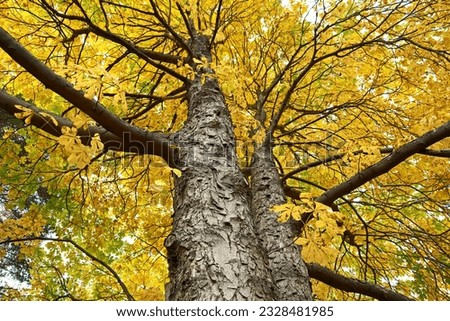 Chestnut tree (Aesculus hippocastanum) trunk, branches and yellow leaves lit by the bright autumn sun. Beautiful view of nature.