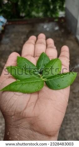 Swietenia Macrophylla also known as mahoginy tree, in this picture mahoginy leaves are on the hand, rain drops are still on the leaves, enjoining the first rain, monsoon season in India