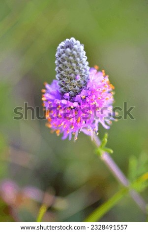 Purple prairie Clover flower in Saskatchewan Canada 