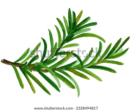 Watercolor clip art collection of fresh herbs isolated: mint, rosemary, sage, oregano, bay leaves, olive, thyme.Herbs object isolated on white background. Kitchen herbs and spices banner. Clip art set