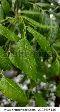 Swietenia Macrophylla also known as mahoginy tree, in this picture wet mahoginy leaves are seen on a tree branch, rain drops are still on the leaves, enjoining the first rain, monsoon season in India.