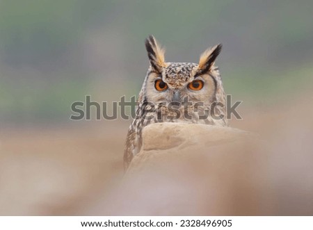 Long eared owl, strix otus, taken in the countryside in mid Wales, Great Britain, UK Royalty-Free Stock Photo #2328496905