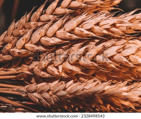 Dried ears and grains of wheat