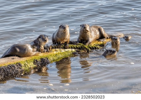 group of Sea otters, North Vancouver, BC, Canada