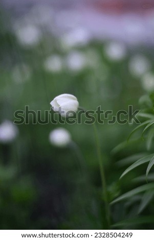 White anemone is garden or wild forest flower (windflower). Green floral image with accent white flower bud, tender young anemona plant closeup in foggy blur background. Planting flowers. 