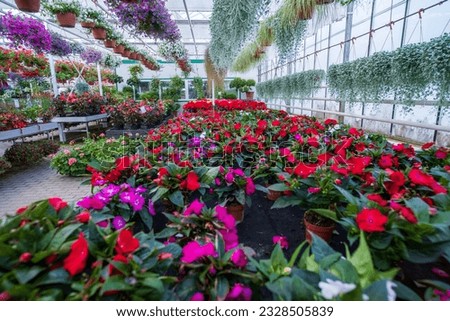 Large glass greenhouse with flowers. Growing flowers in greenhouses. Interior of a modern flower greenhouse. Ecological way of growing. Flowers in flowerpots
