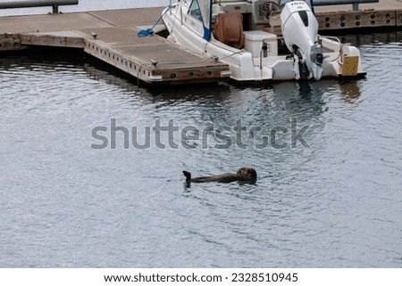 Sea otter floating in Homer harbor with boat and dock
