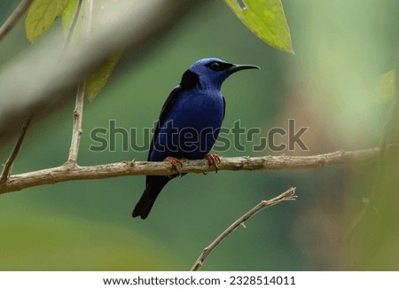 blue bird perched in the forest