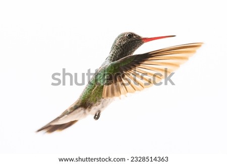 photo of hummingbird frozen in flight