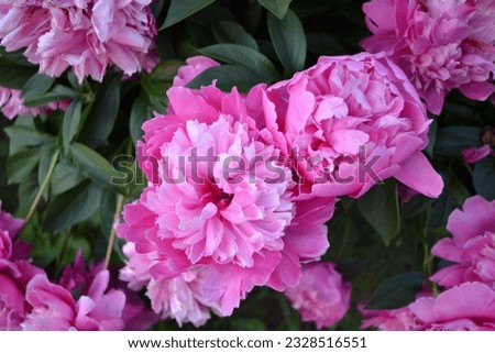 large pink peonies bloom in the club