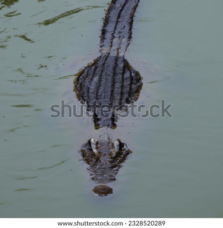 A scary crocodile in the river, 8k, high quality