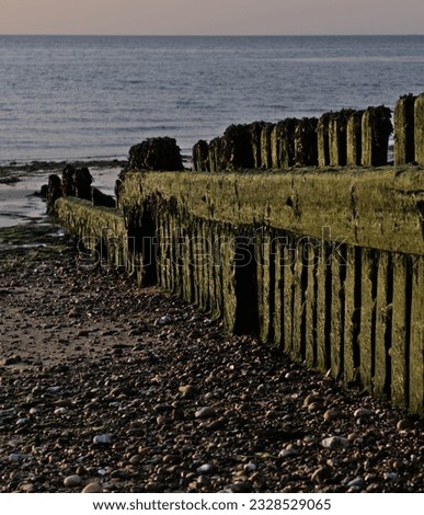 Sea wall groyne covered in green algae and seaweed UK coastline beach