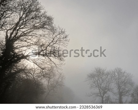 Trees in the mist in a winter landscape in the Windrush Valley